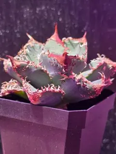 2026年最新】麻花龍の人気アイテム - メルカリ