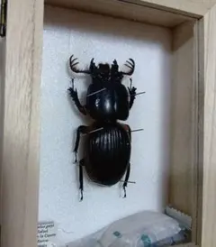 サカダチコノハナナフシ9匹セット＋ ギガンティアナナフシ一匹 標本箱