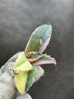 2026年最新】白鯨錦の人気アイテム - メルカリ