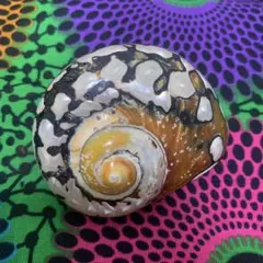 2026年最新】夜光貝 貝殻の人気アイテム - メルカリ