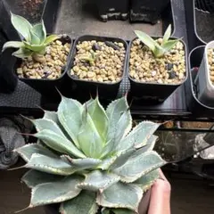 2026年最新】アガベ 子株 セットの人気アイテム - メルカリ