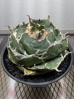 2026年最新】アガベ 白鯨 大株の人気アイテム - メルカリ