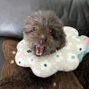 未開封 海軍大将フィギュア 4体セット - メルカリ