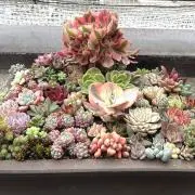 ドラッカー全集 全5巻セット - メルカリ