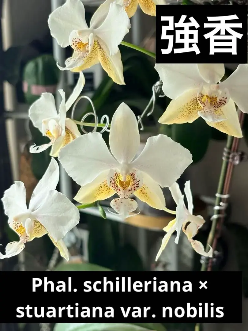 2026年最新】シレリアナの人気アイテム - メルカリ