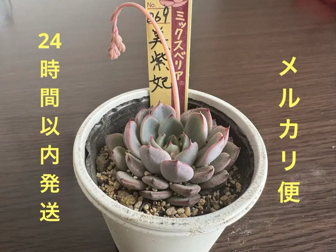 2026年最新】美紫妃の人気アイテム - メルカリ