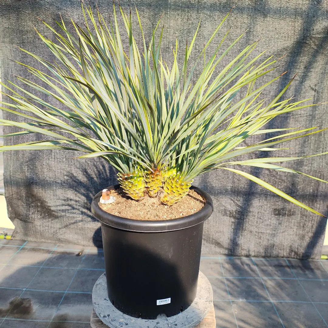 2026年最新】ユッカリギダの人気アイテム - メルカリ