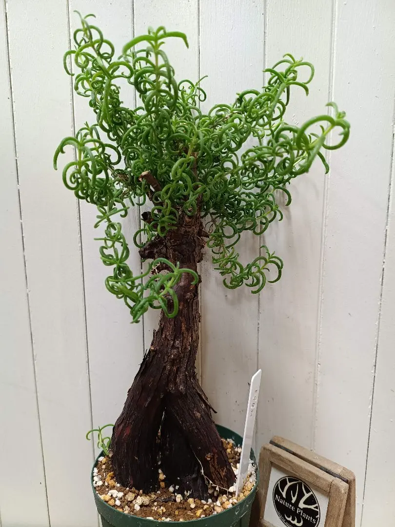 2026年最新】メストクレマ ツベローサムの人気アイテム - メルカリ