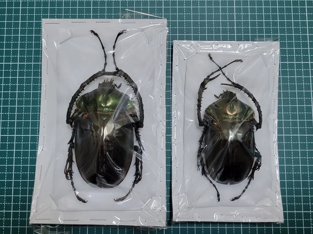 2026年最新】テナガコガネ 標本の人気アイテム - メルカリ