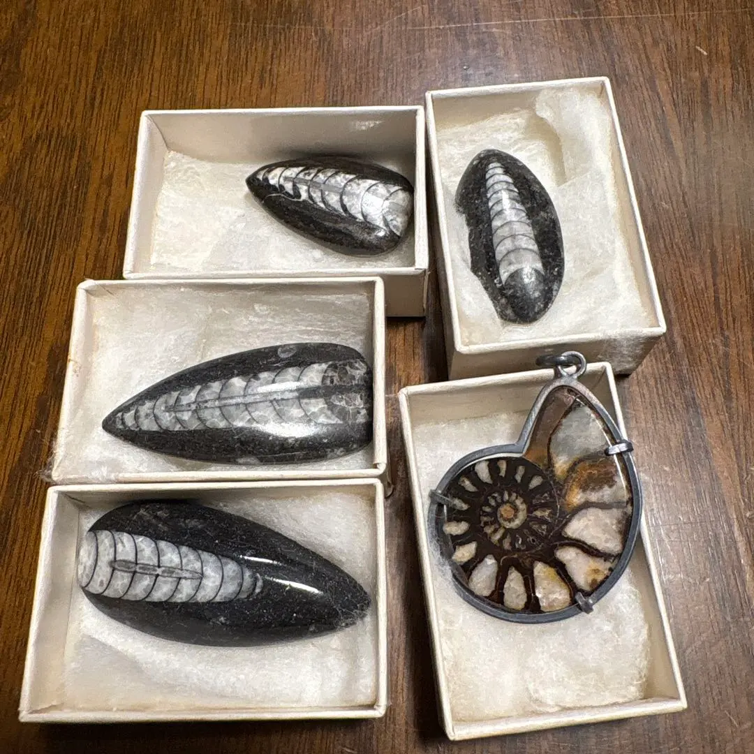 2026年最新】オルソセラスの人気アイテム - メルカリ