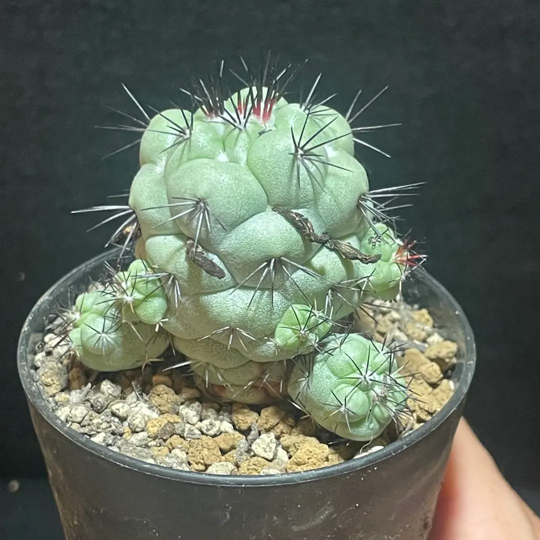 2026年最新】マクドガリー サボテンの人気アイテム - メルカリ