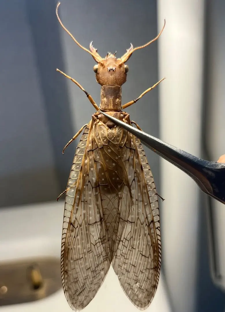 2026年最新】ヘビトンボ 標本の人気アイテム - メルカリ