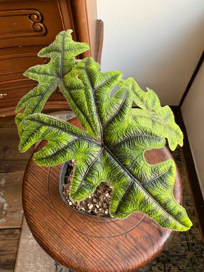 2026年最新】アロカシア ノビリスの人気アイテム - メルカリ