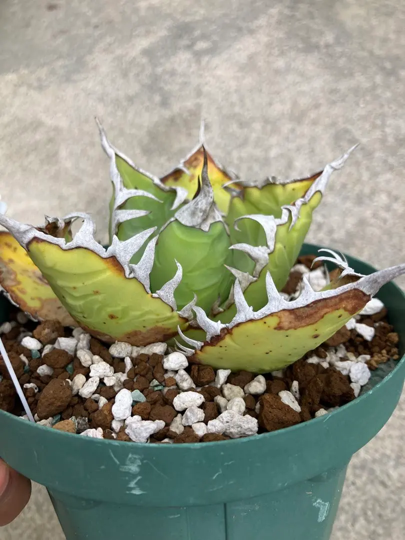 2026年最新】オアハカ オテロイ 現地球の人気アイテム - メルカリ