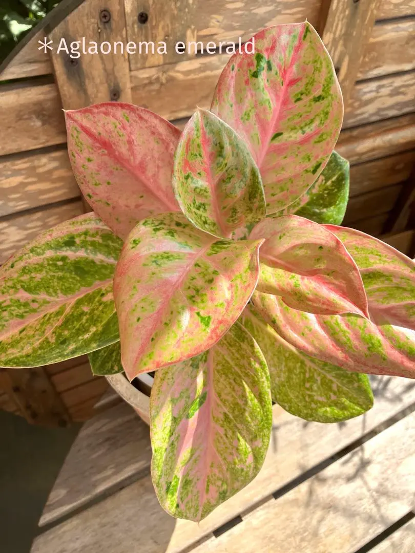 2026年最新】アグラオネマピンクエメラルドの人気アイテム - メルカリ