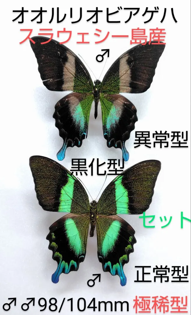 2026年最新】オオルリオビアゲハの人気アイテム - メルカリ