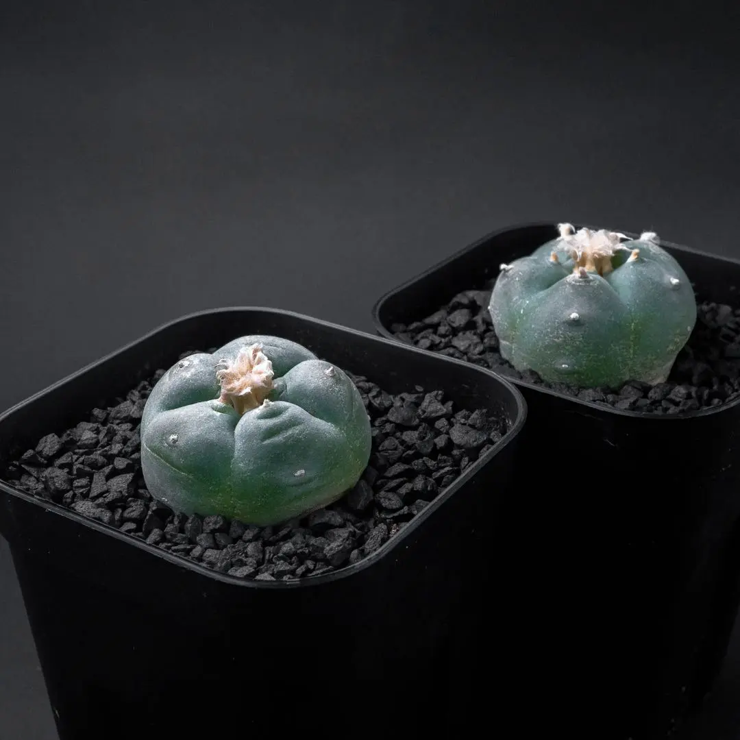 2026年最新】疣銀冠の人気アイテム - メルカリ