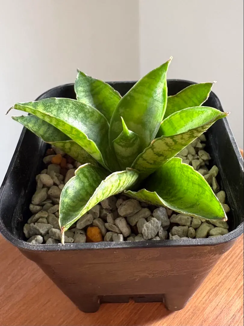 2026年最新】サンセベリア パゴダの人気アイテム - メルカリ