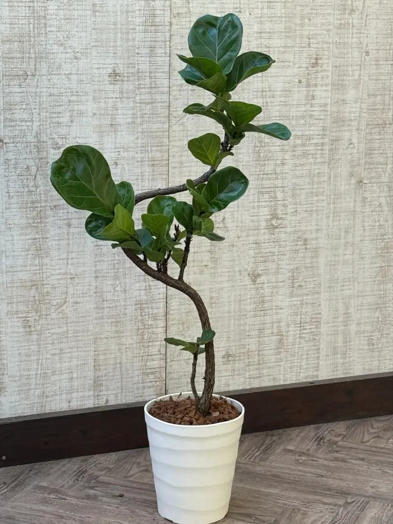 2026年最新】フィカスバンビーノの人気アイテム - メルカリ