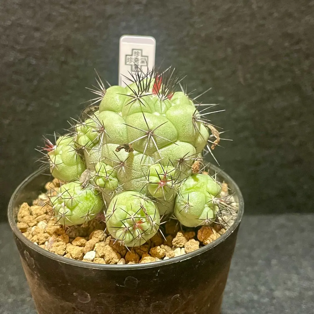 2026年最新】オルテゴカクタスの人気アイテム - メルカリ