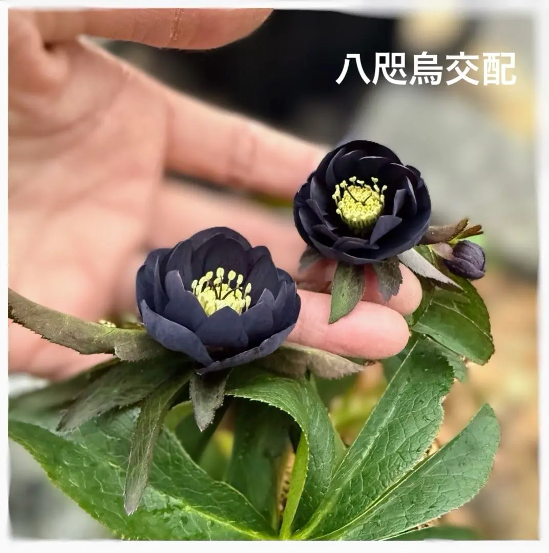 2026年最新】八咫烏 クリスマスローズの人気アイテム - メルカリ