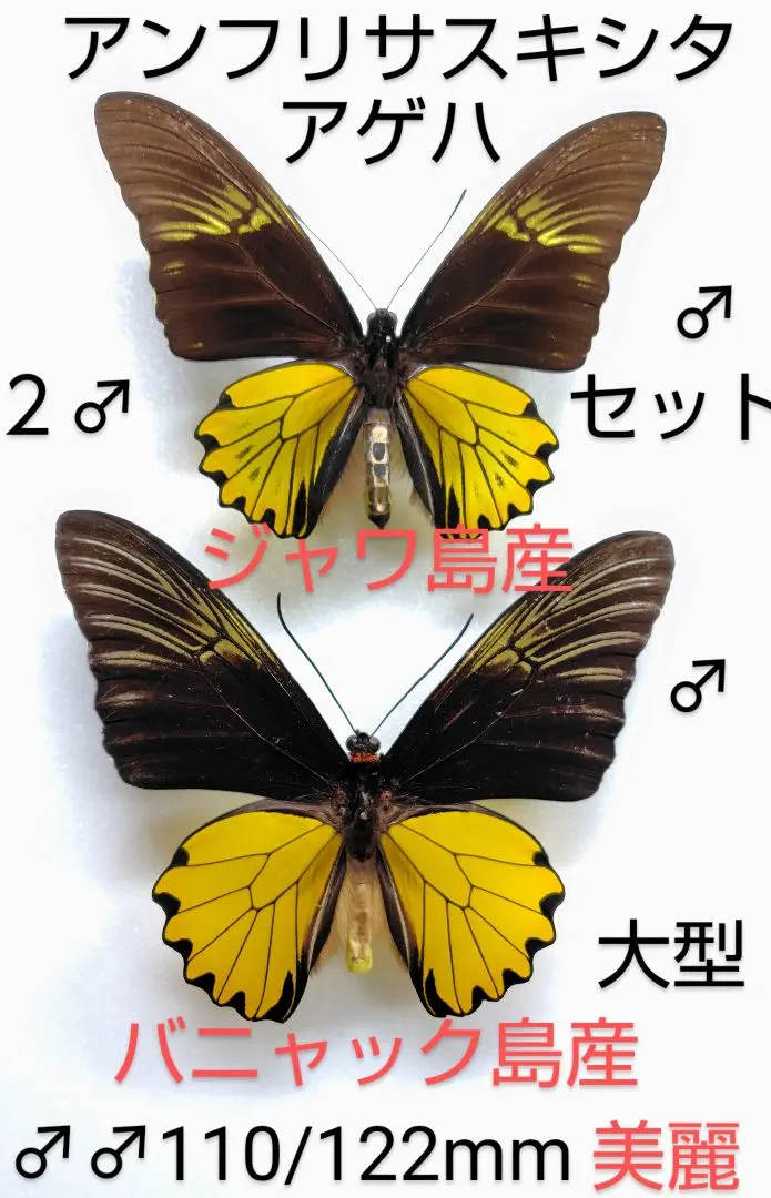 2026年最新】キシタアゲハの人気アイテム - メルカリ