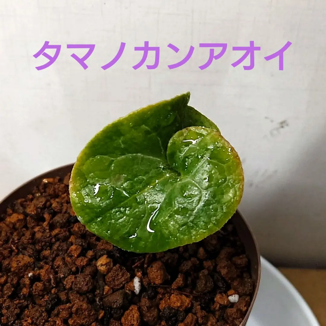 2026年最新】寒葵の人気アイテム - メルカリ