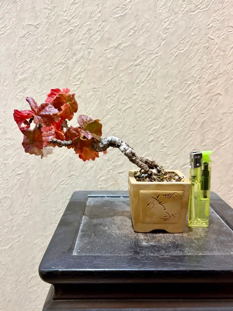 2026年最新】竜神蔦の人気アイテム - メルカリ