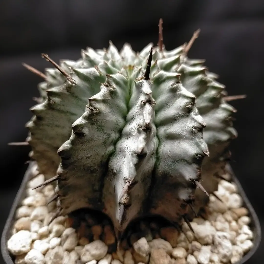 2026年最新】オベサ 亀甲の人気アイテム - メルカリ