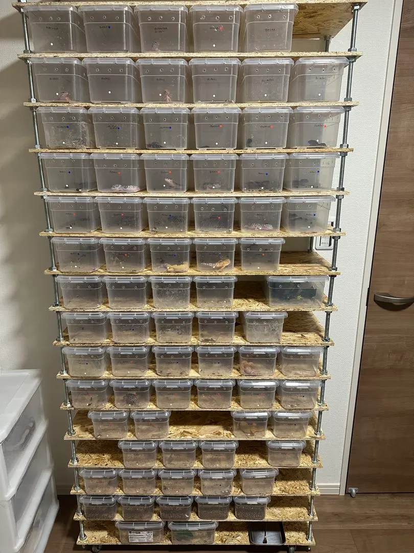 2026年最新】爬虫類シューズケースの人気アイテム - メルカリ