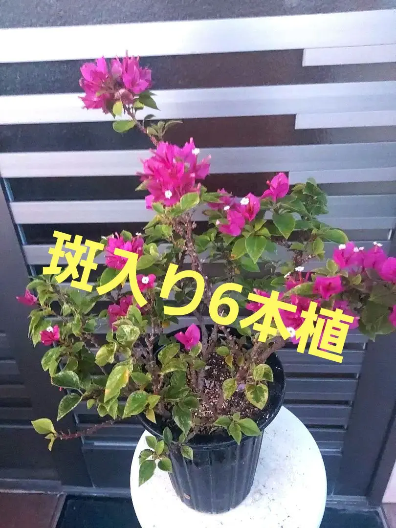2026年最新】ブーゲンビリア 斑入りの人気アイテム - メルカリ