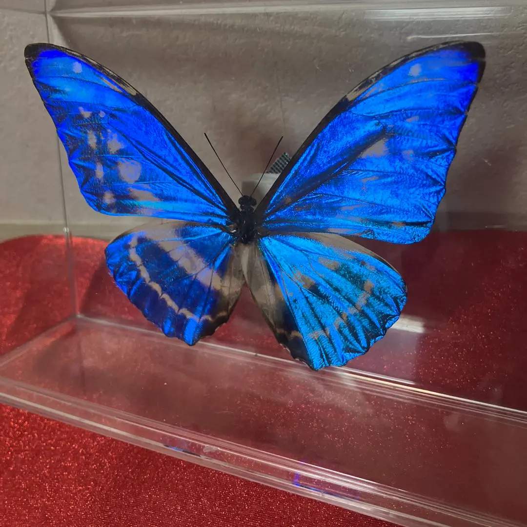 2026年最新】標本 キプリスモルフォの人気アイテム - メルカリ