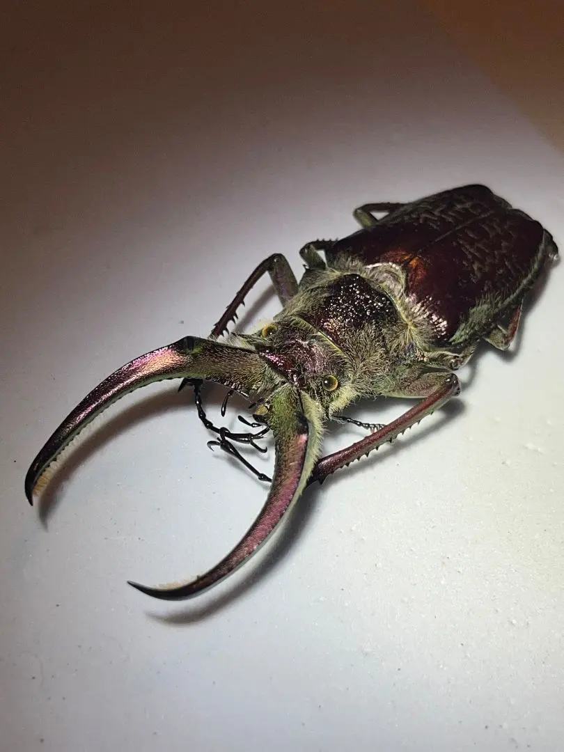 2026年最新】チリクワガタ 標本の人気アイテム - メルカリ