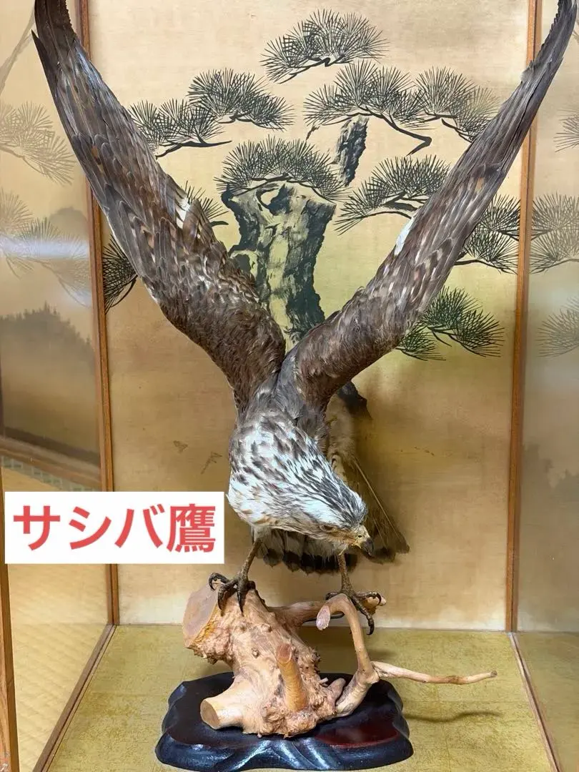 2026年最新】鷹の剥製の人気アイテム - メルカリ