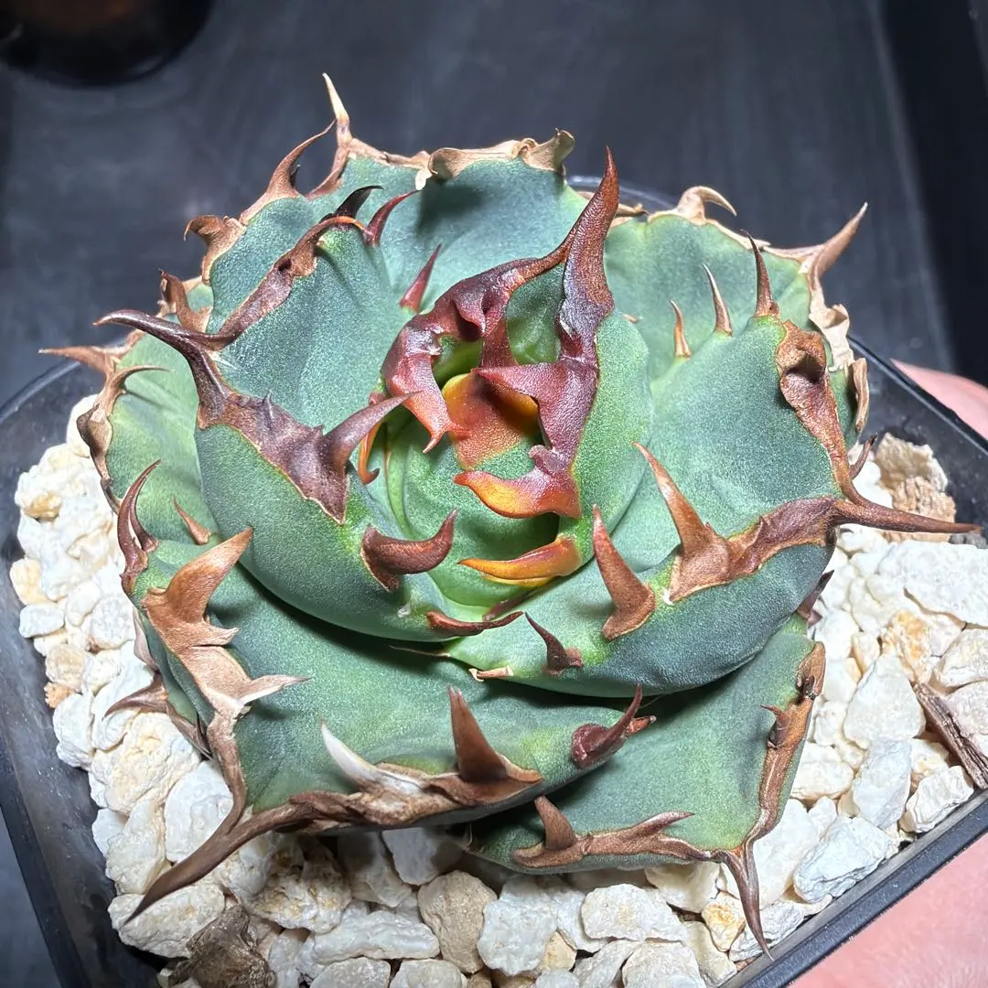 2026年最新】アガベ翼竜の人気アイテム - メルカリ