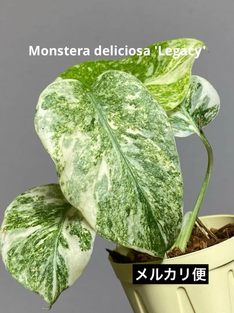 2026年最新】モンステラ デリシオーサ レガシーの人気アイテム - メルカリ