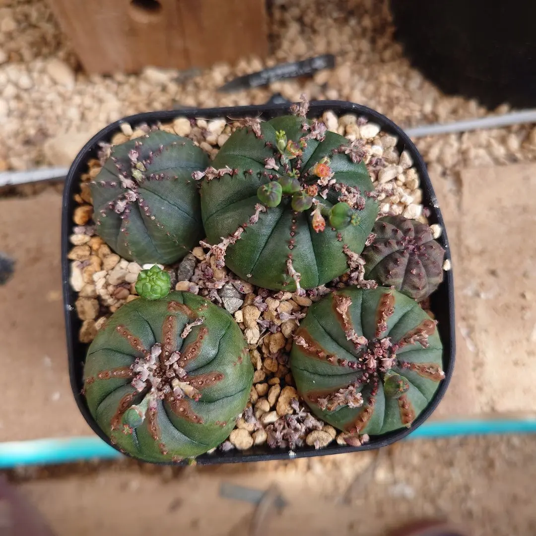 2026年最新】アデニア 種子の人気アイテム - メルカリ