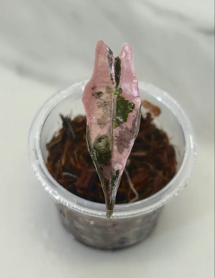 2026年最新】アロカシア ノビリスの人気アイテム - メルカリ