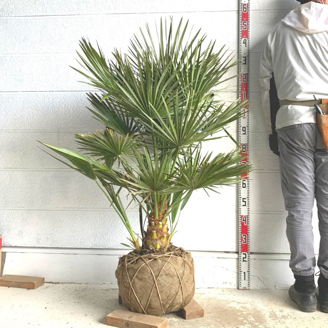 2026年最新】チャメロプスの人気アイテム - メルカリ