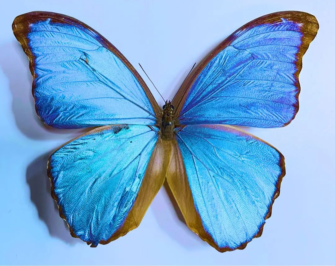 2026年最新】ディディウスモルフォの人気アイテム - メルカリ