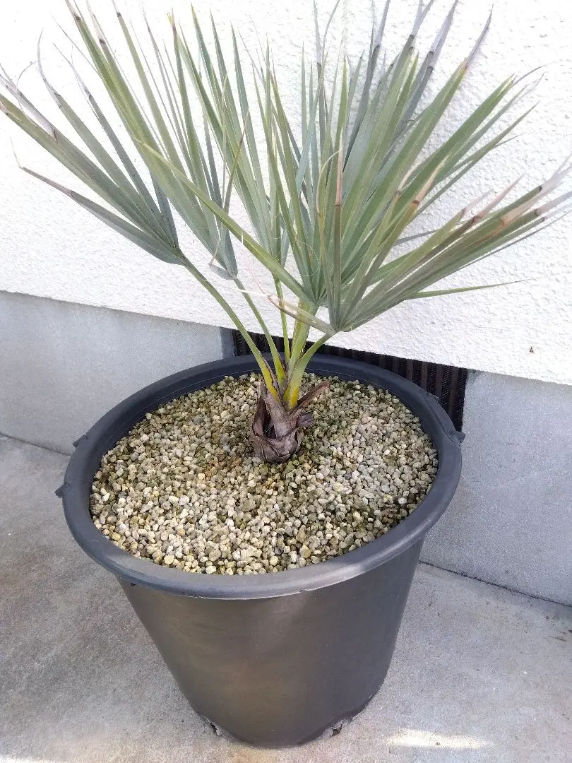 2026年最新】チャメロプスの人気アイテム - メルカリ