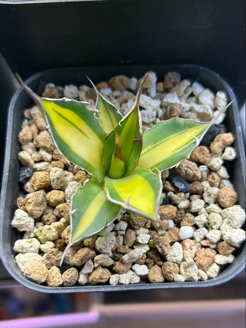 2026年最新】アガベ ホリダ 錦の人気アイテム - メルカリ