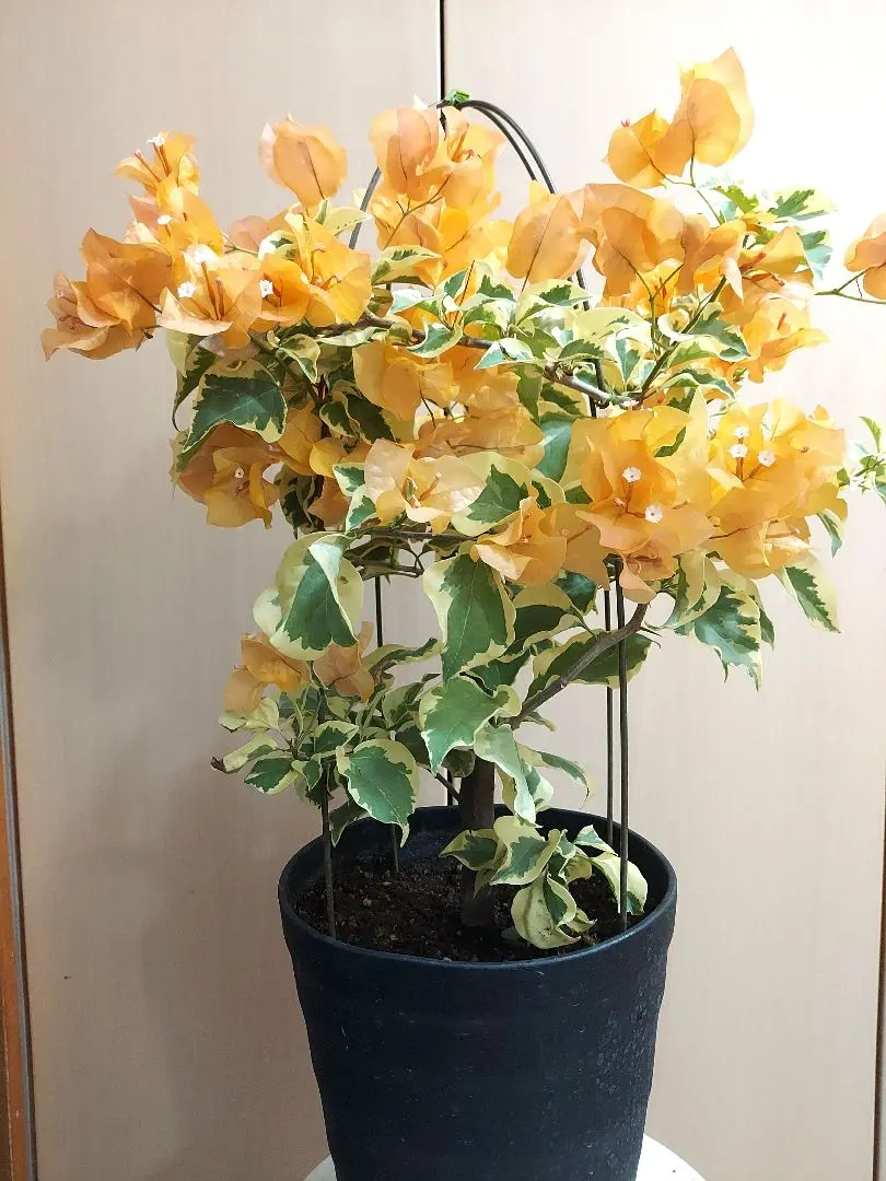 2026年最新】ブーゲンビリア 斑入りの人気アイテム - メルカリ