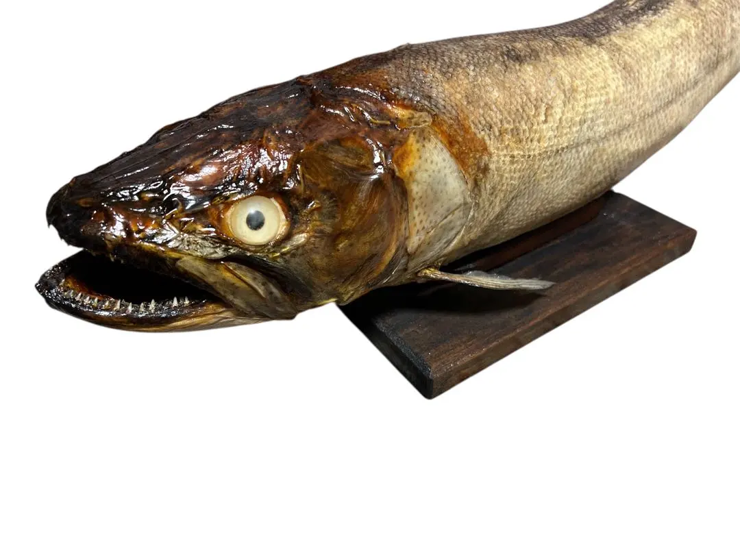 2026年最新】魚 剥製の人気アイテム - メルカリ