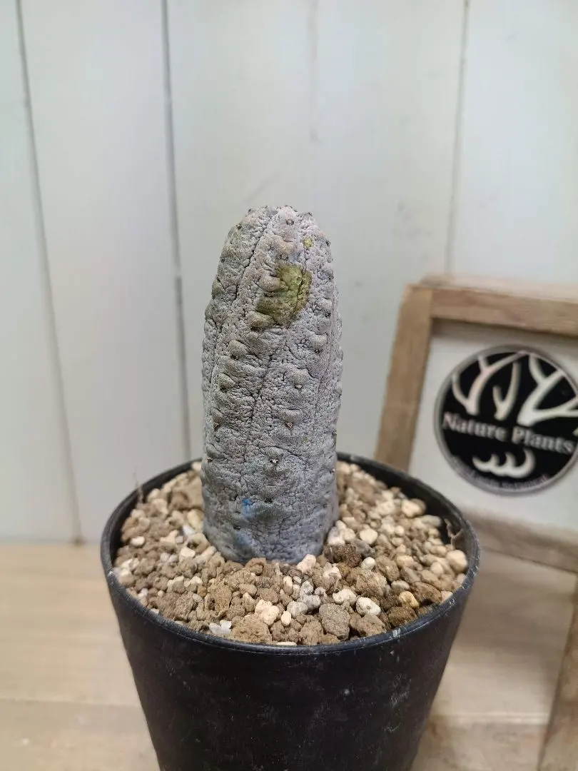 2026年最新】ユーフォルビアアブデルクリの人気アイテム - メルカリ