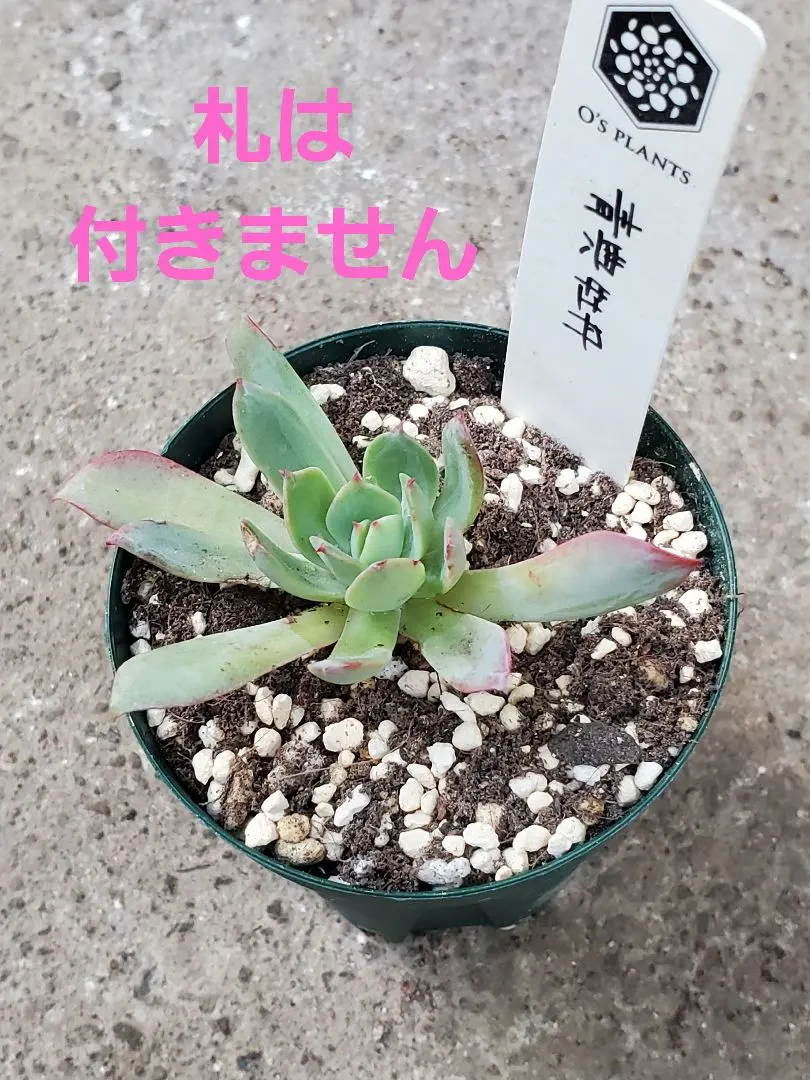 2026年最新】青典牡丹の人気アイテム - メルカリ