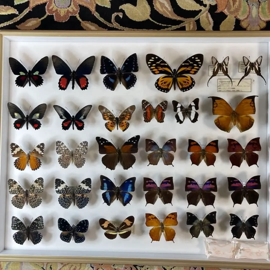 2026年最新】蝶標本 ドイツ箱の人気アイテム - メルカリ