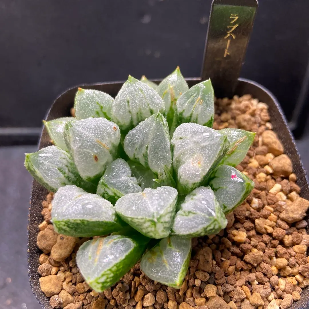 2026年最新】ハオルチア ラブ ハートの人気アイテム - メルカリ