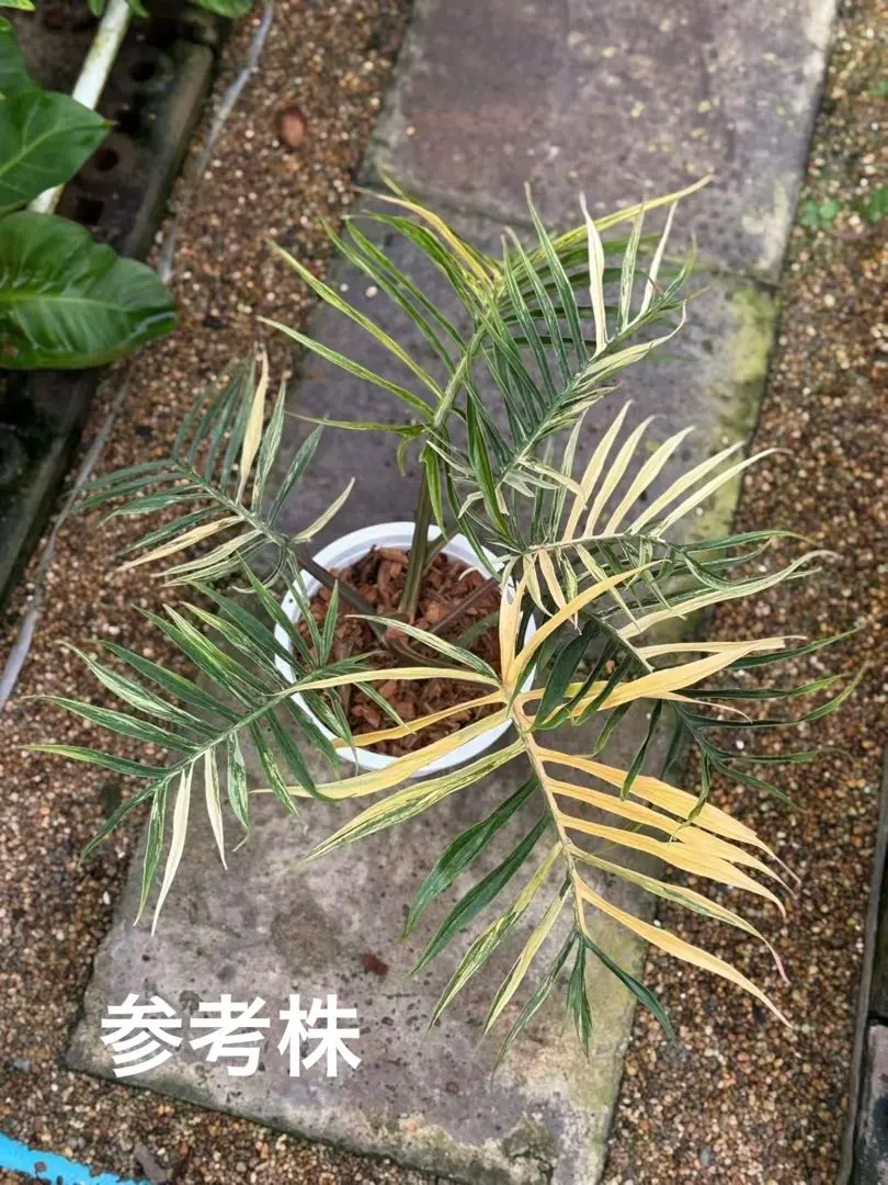 2026年最新】フィロデンドロントータムの人気アイテム - メルカリ