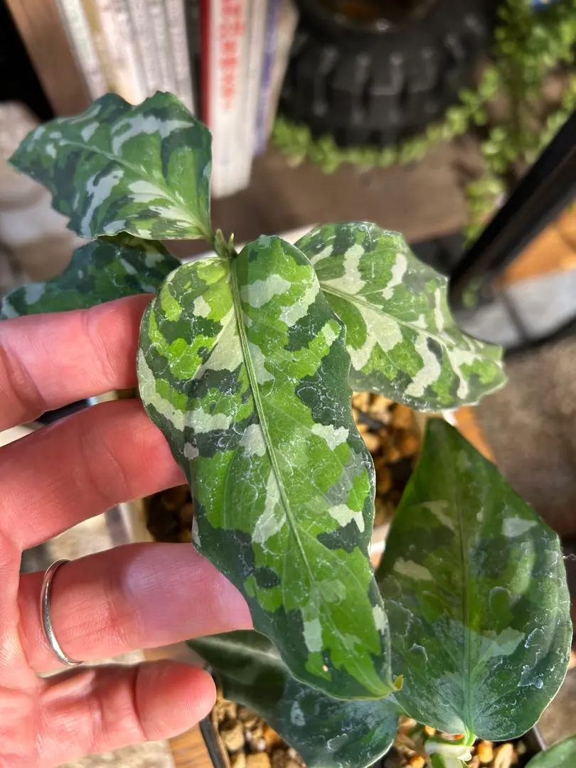 2026年最新】アンダマン アグラオネマの人気アイテム - メルカリ